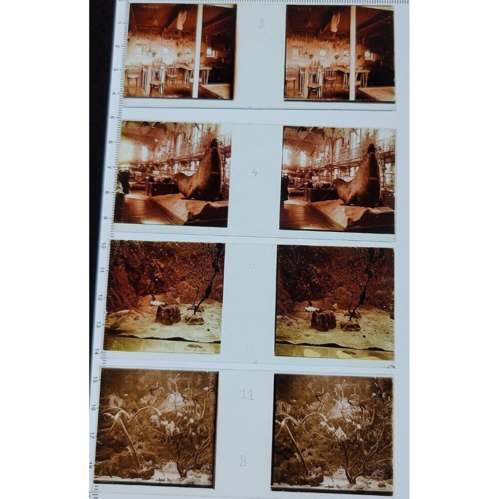 1910 glass stereo slides Monico Oceanography Museum Elephant Walrus Lab Lot of 4